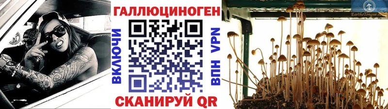 KRAKEN tor  Каменка  Псилоцибиновые грибы прущие грибы 